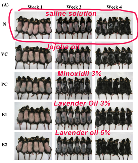 peppermint essential oil for hair loss