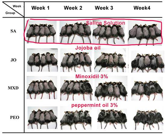 peppermint oil for hair loss